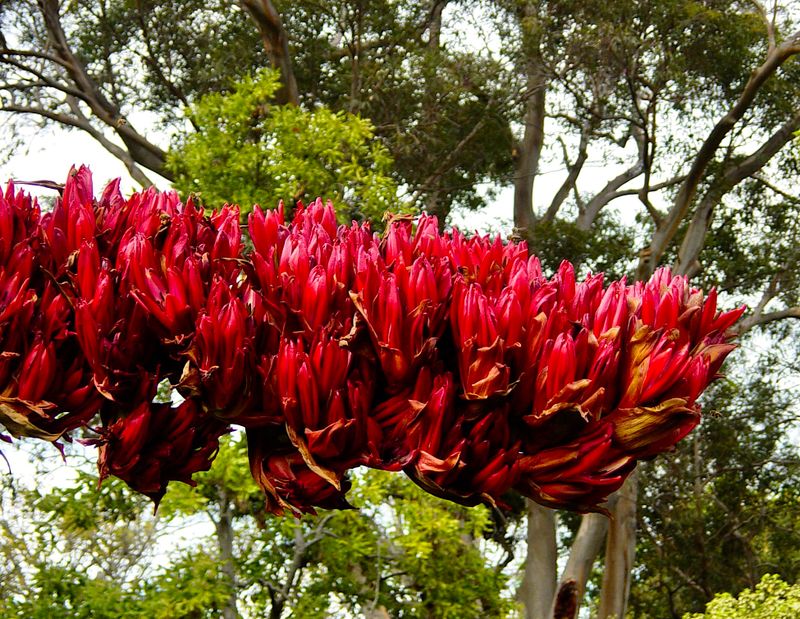 The Giant Spear Lily bunch of flowers