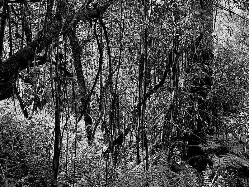 the rain forest: ferns, moss and eucalyptus trees
