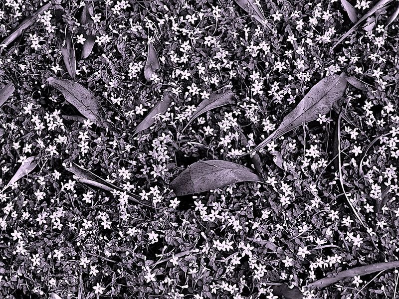 ground cover white flowers and fallen leaves