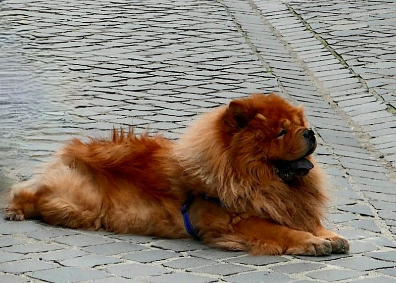 Our Dogs & Parrots and friend's Cats and Dogs Gallery