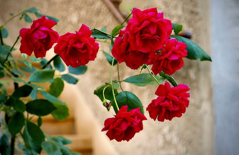 only red roses