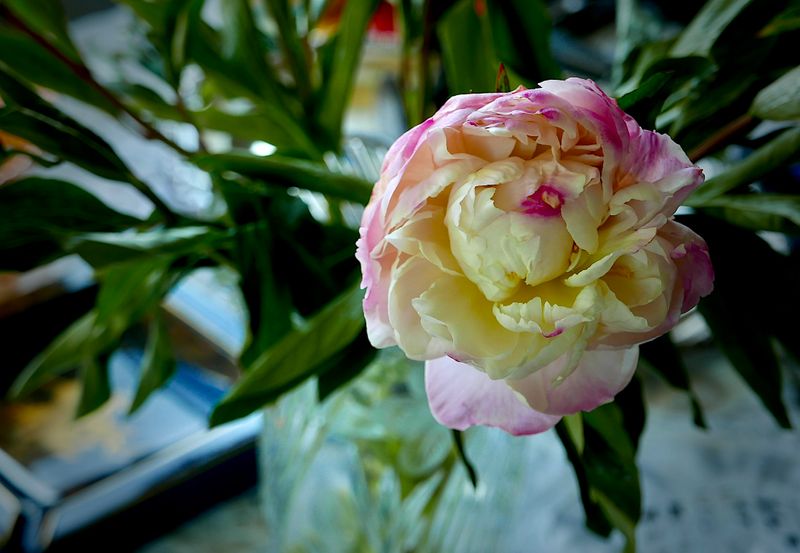 vase peony