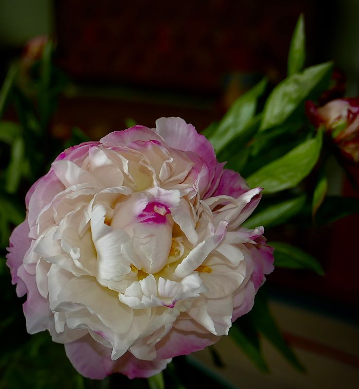 Peony flower - flash used