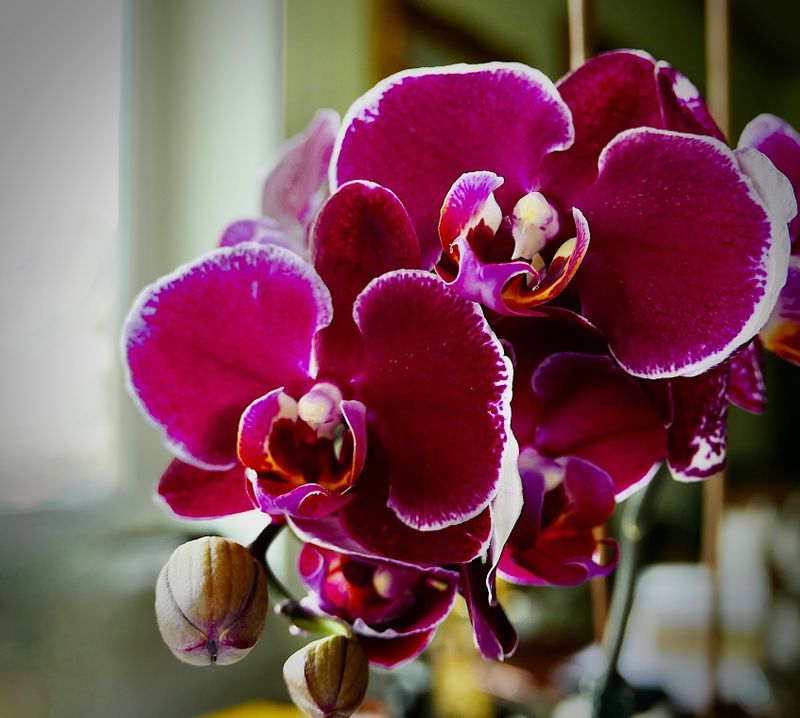the orchid from the window