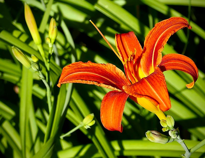 Flowers of Europe