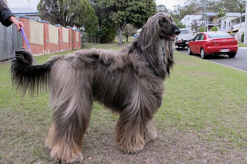 Ari's last grooming before departure to Europe #3