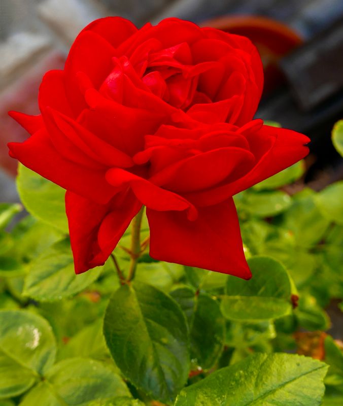 Flowers of Europe