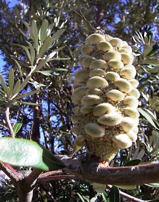 Banksia integrifolia tree cone - follicle closed while maturing