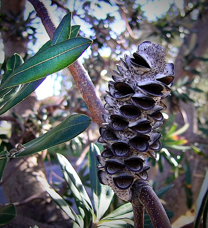 Banksia integrifolia tree cone - follicle open