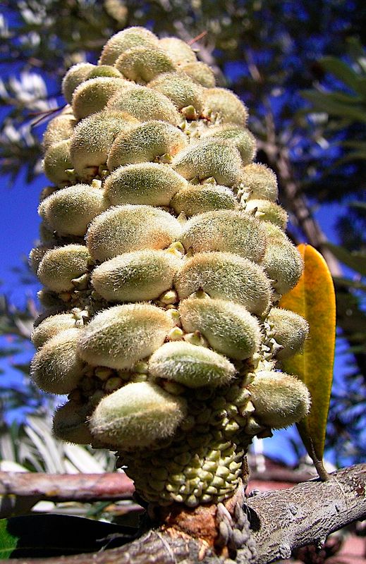 Flowers of Australia Gallery