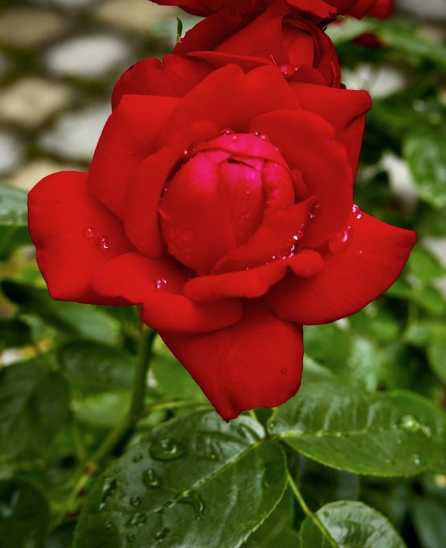 Tiamo rose after rain #1