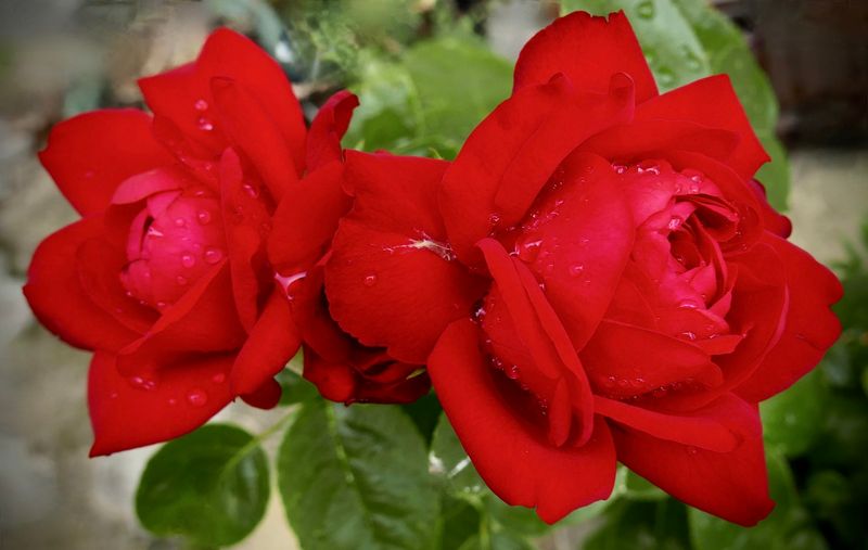 Tiamo rose after rain #3