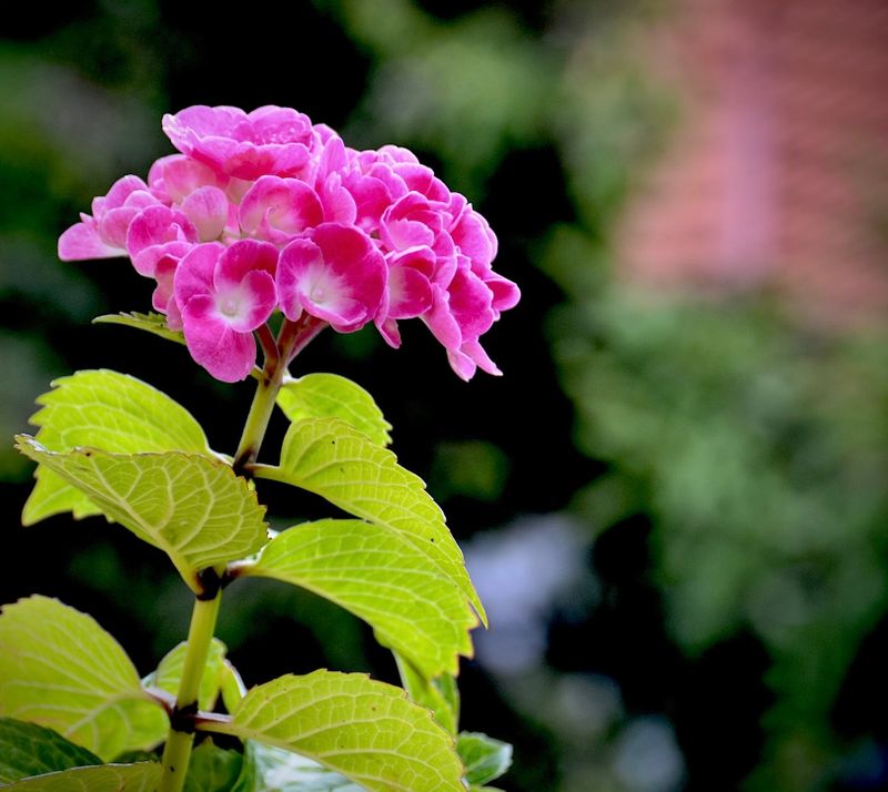 Flowers of Europe