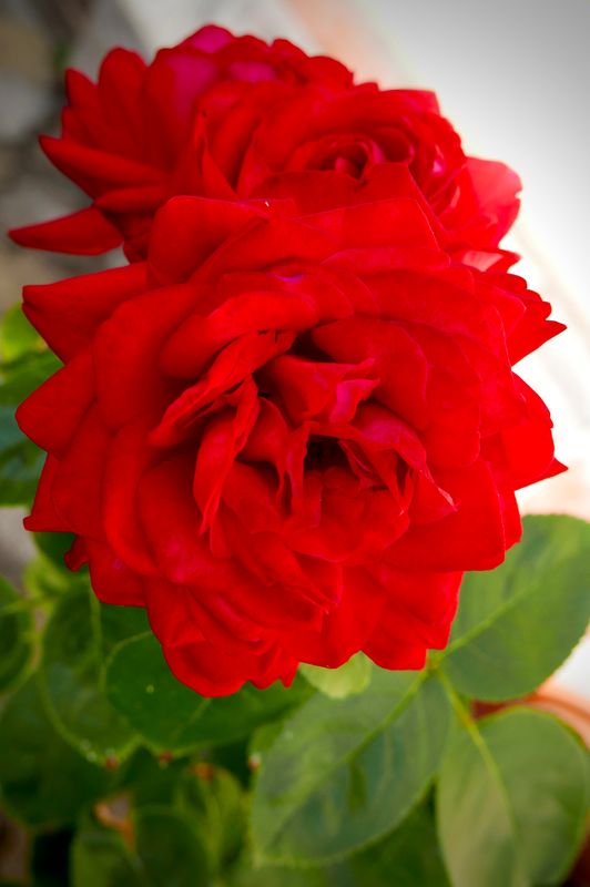 Flowers of Europe