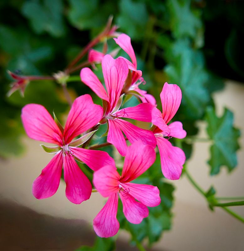 Flowers of Europe