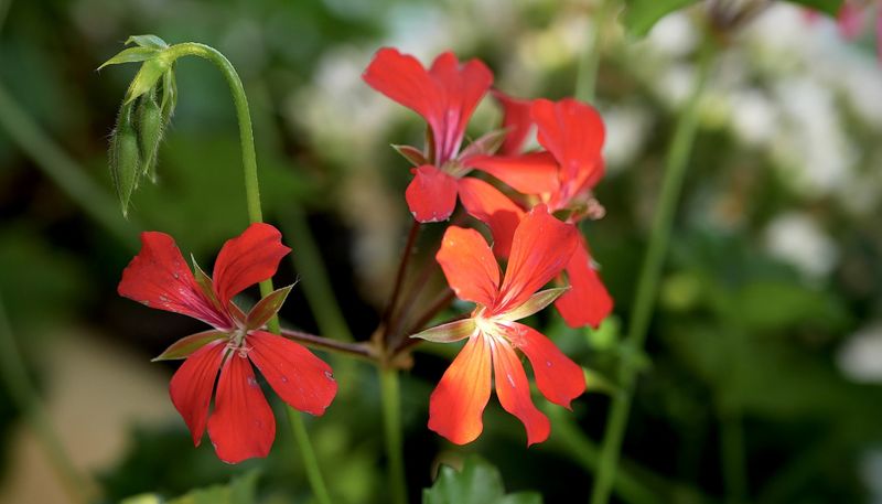 Flowers of Europe