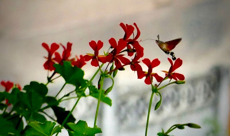 the visitor #3 - hummingbird hawk moth