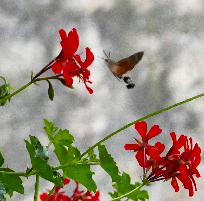 the visitor #4 - hummingbird hawk moth