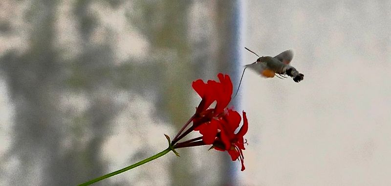 the visitor #7 - hummingbird hawk moth