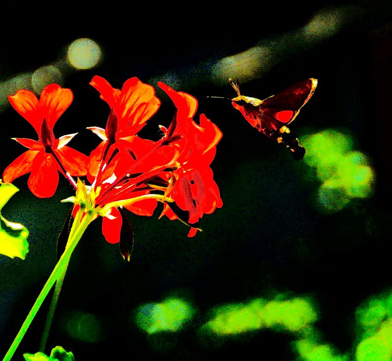 the visitor #9 