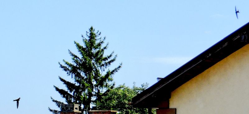 THE SUMMER VISITORS