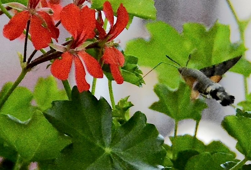 New Series Hummingbird Hawk Nikon D7100