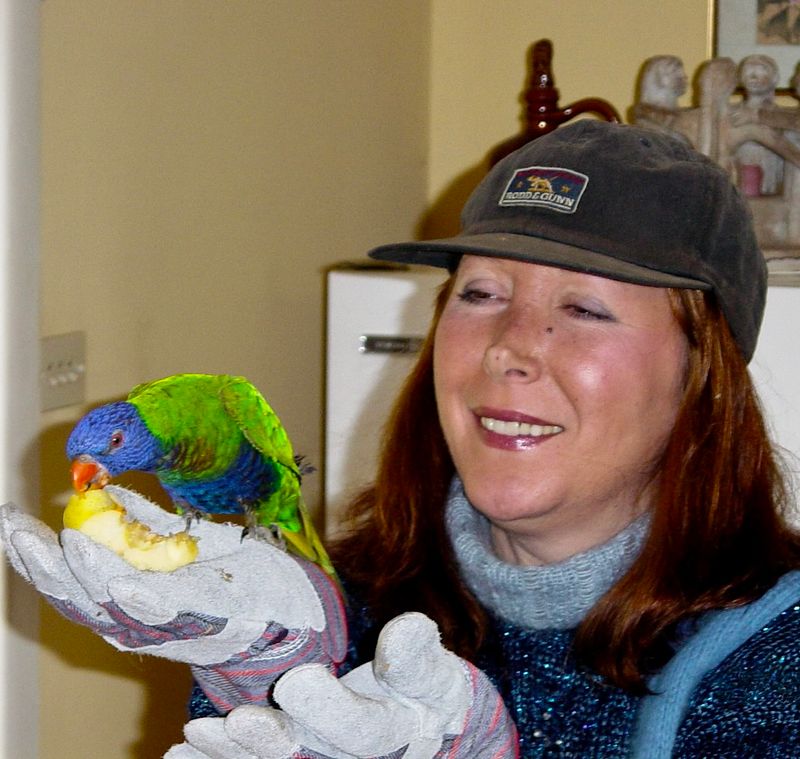 The Lorikeet - Gallery