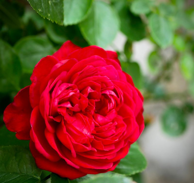 Flowers of Europe