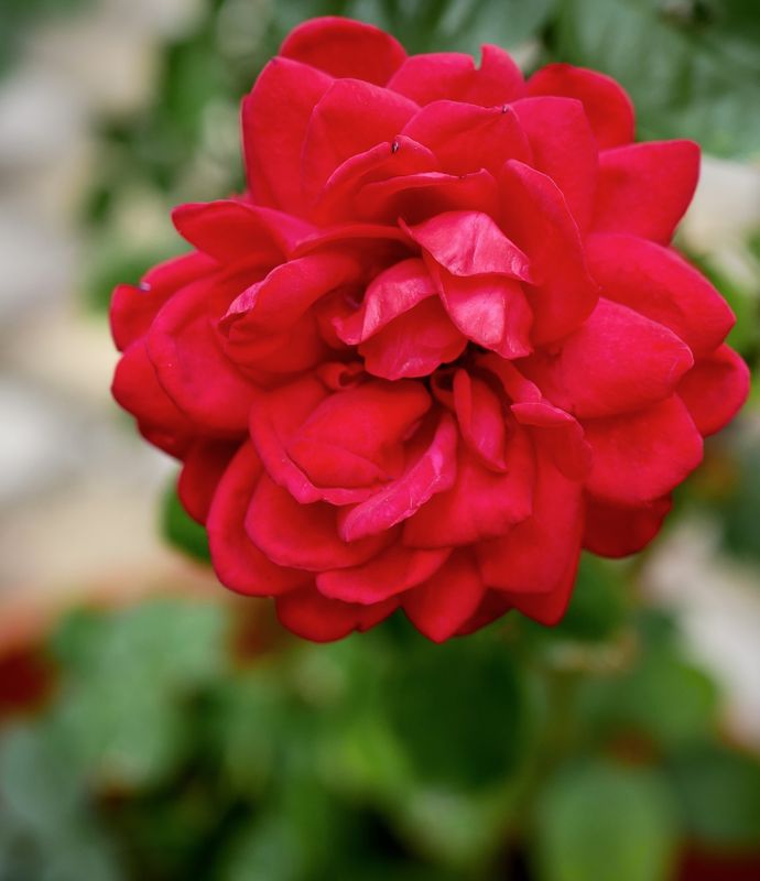 Flowers of Europe