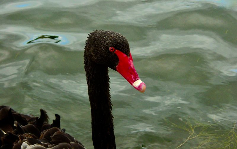 Black Swans on Albert Lake - Gallery