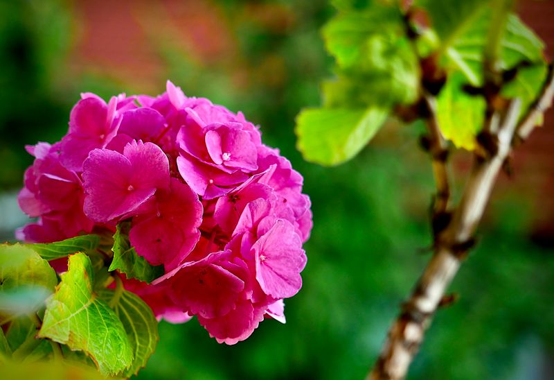 Flowers of Europe
