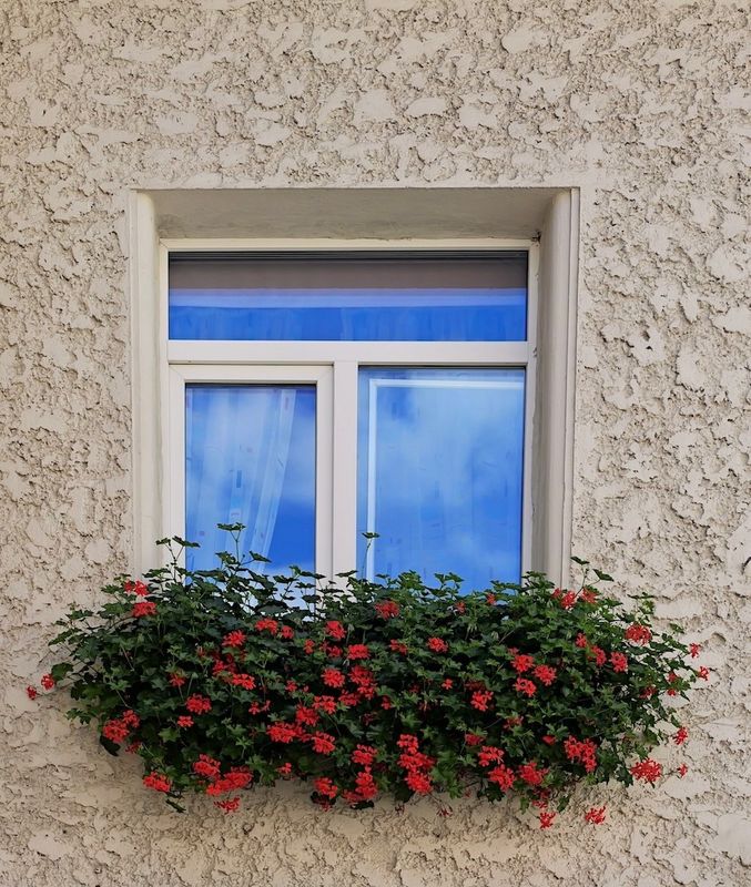 Flowers of Europe