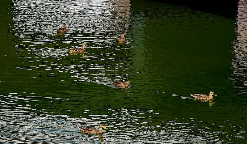 visitors