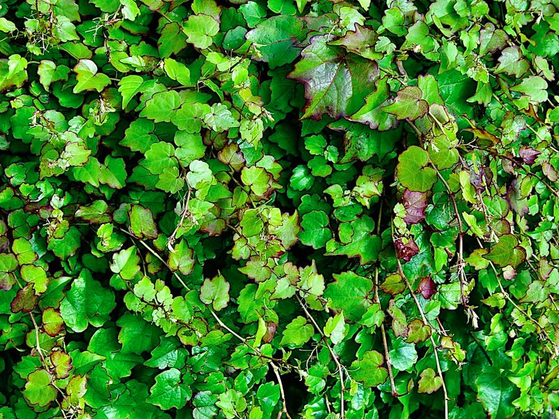 ivy leaves