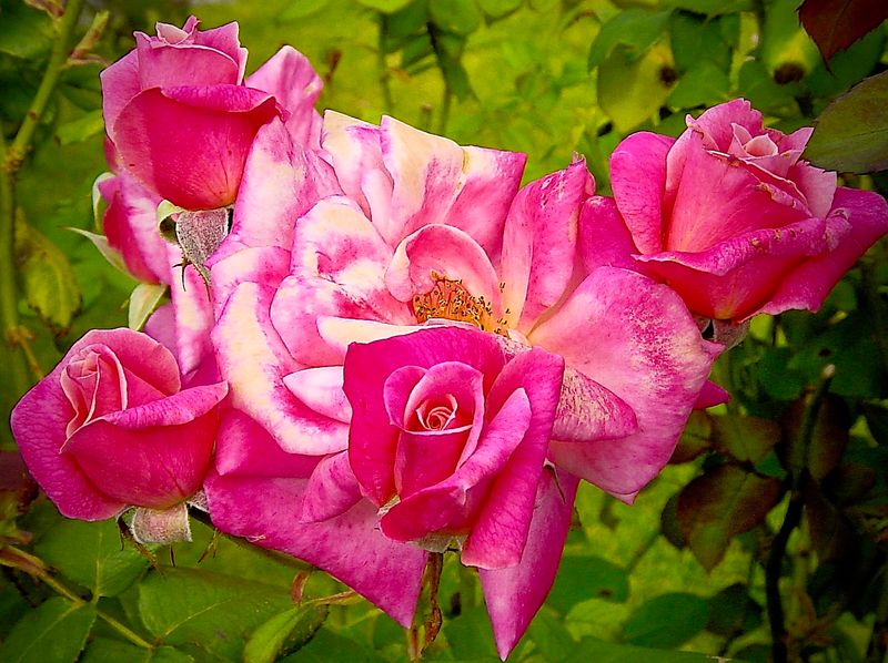 Flowers of Australia Gallery