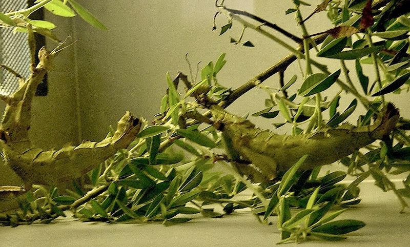 Melbourne Zoo Gallery