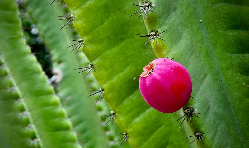 Flowers of Australia Gallery