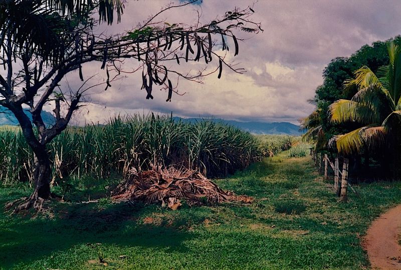 Fiji countryside around Nandi