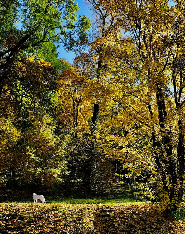 Autumn leaves 2025