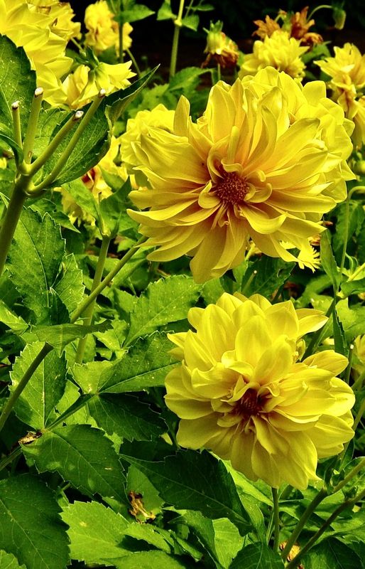 Flowers of Australia Gallery