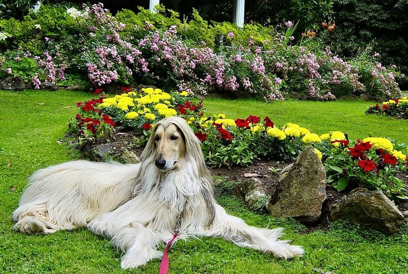 Phoenix  Kazz Jacosta  Saltimbanco Gallery