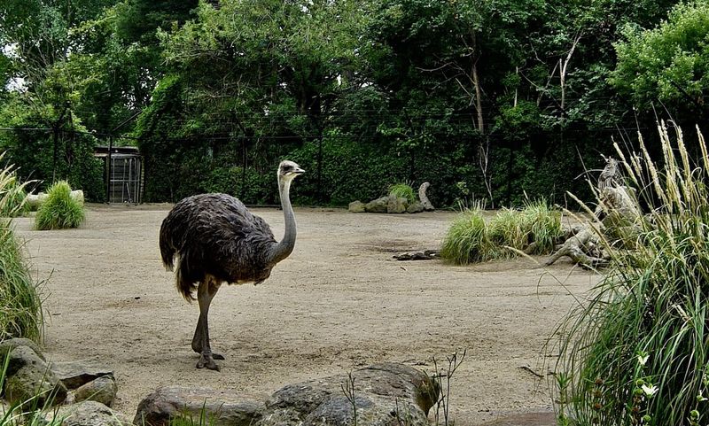 Melbourne Zoo Gallery