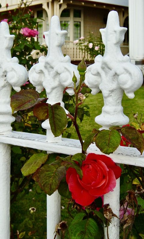 Flowers of Australia Gallery