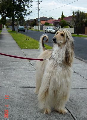 Our Dogs & Parrots and friend's Cats and Dogs Gallery
