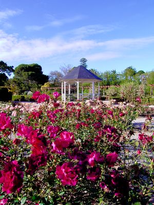 St Kilda Botanical Gardens - Gallery