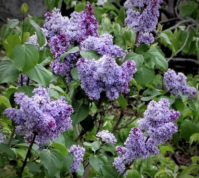 g13/45/8077745/3/175415916.713e8aa0.JPEG