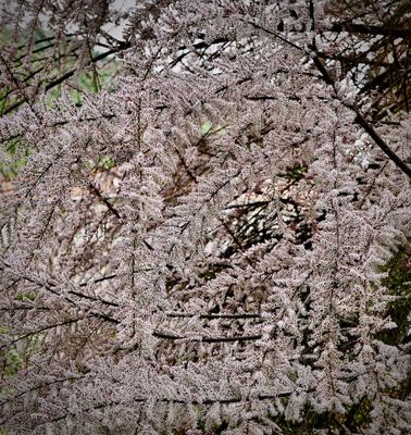 flowers of spring 