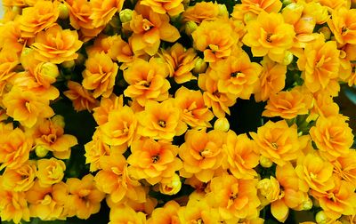g13/45/8077745/3/175502491.3a3a67df.JPEG