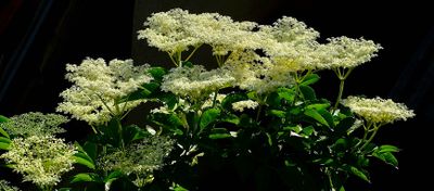 g13/45/8077745/3/175504127.0b514bee.JPEG