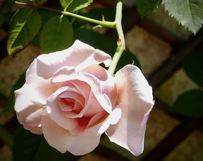 Flowers of Europe